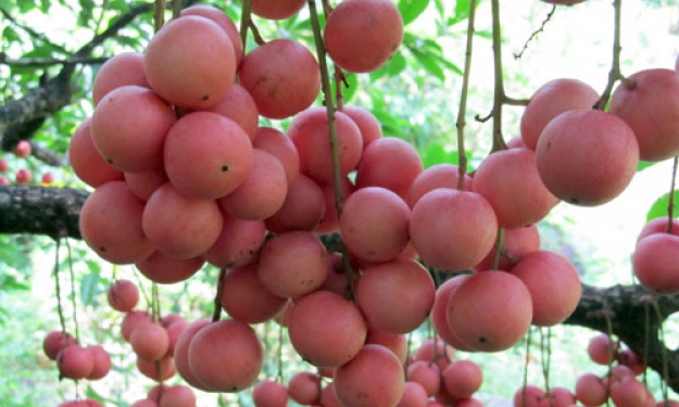 Vị chua, ngọt của dâu da rừng - Báo Cao Bằng điện tử