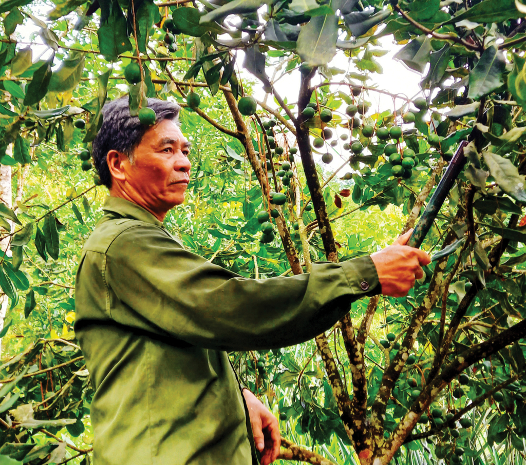 Cựu thanh niên xung phong Nông Văn Thắng chăm sóc cây mắc ca.