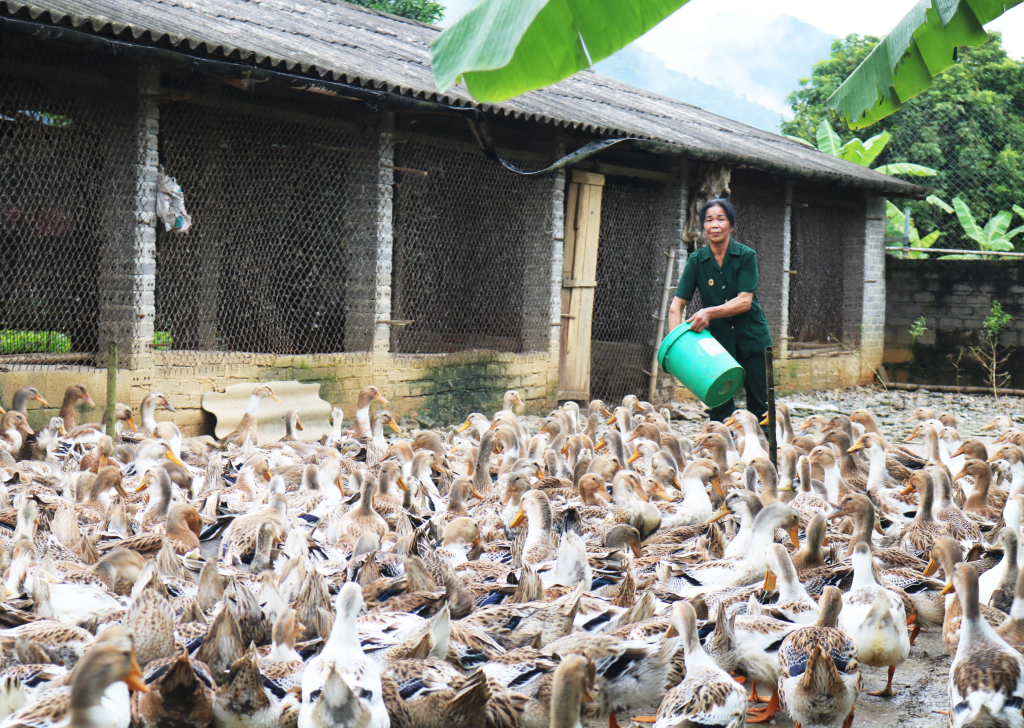  Cựu chiến binh Đàm Thị Nga đầu tư chăn nuôi vịt thương phẩm.