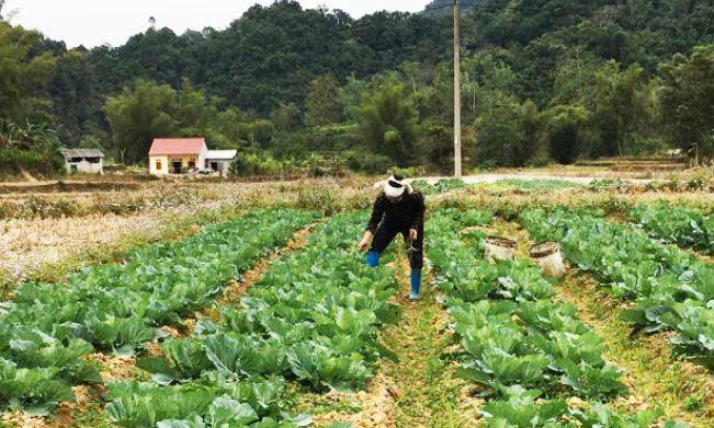 Quảng Hòa tập trung phát triển cây rau màu - Báo Cao Bằng điện tử