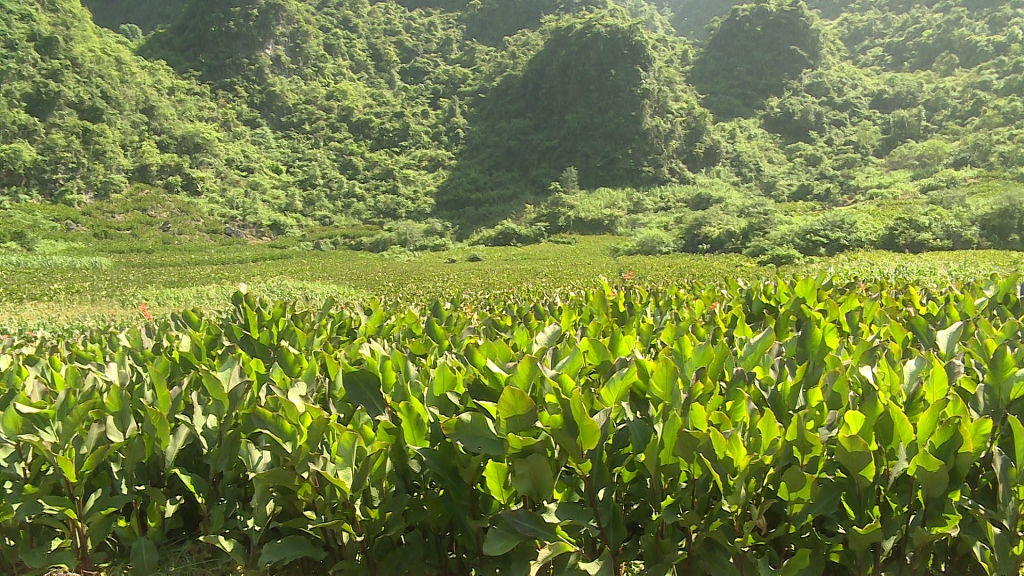 Phát triển cây dong riềng trở thành vùng nguyên liệu - Báo Cao Bằng điện tử