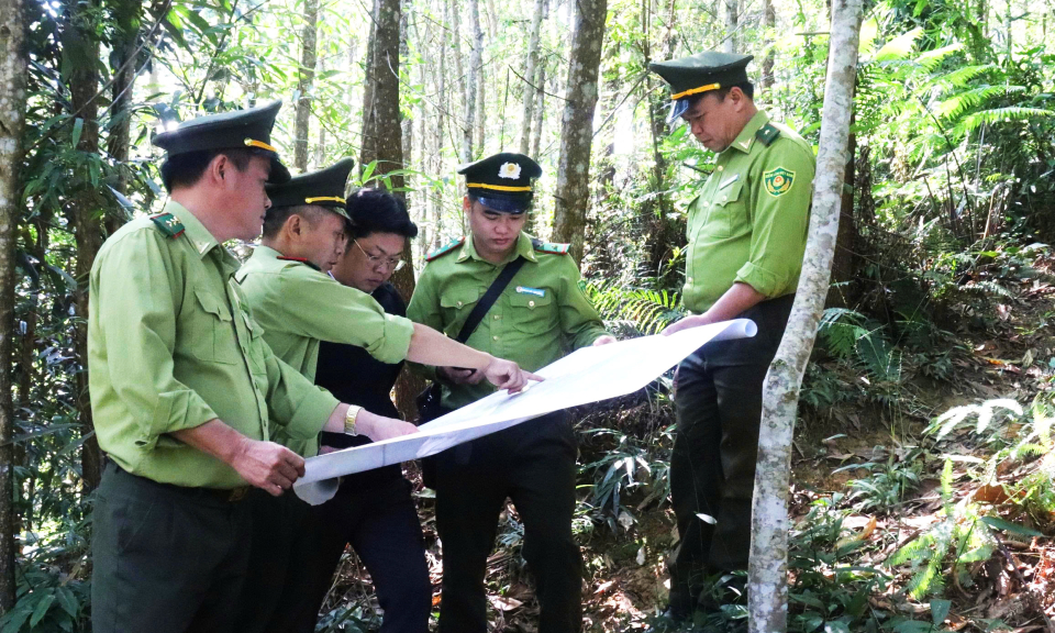 Tăng cường c&ocirc;ng t&aacute;c quản l&yacute;, bảo vệ rừng 