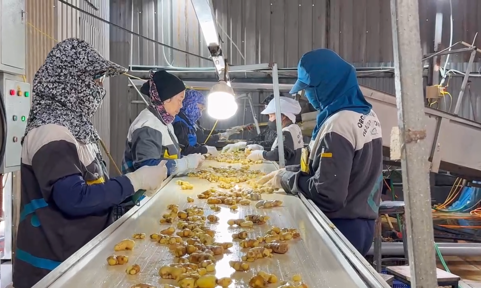 Gừng hữu cơ đ&aacute;nh thức &ldquo;v&ugrave;ng đất kh&aacute;t&rdquo; Lục Khu  - B&agrave;i 2