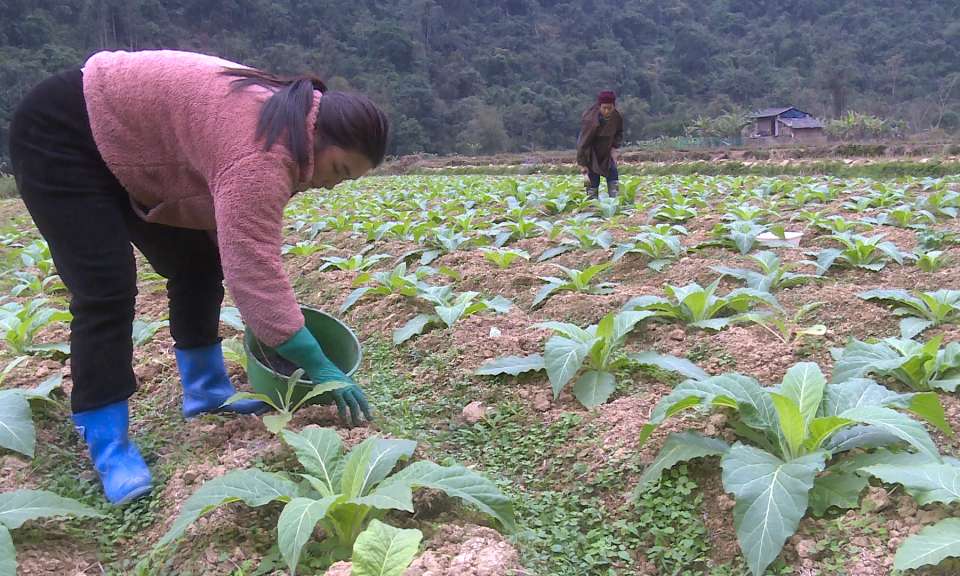 X&atilde; Hạ Lang t&iacute;ch cực chăm s&oacute;c hơn 21ha thuốc l&aacute; vụ đ&ocirc;ng