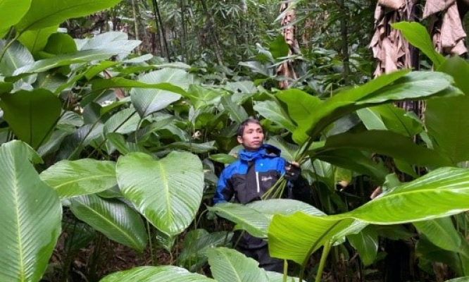 L&aacute; dong Minh Khai v&agrave;o vụ Tết