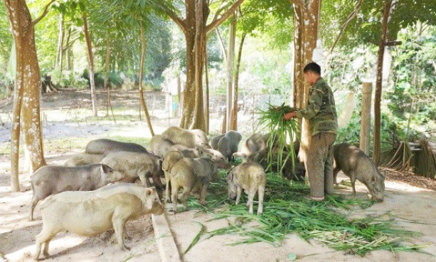 Gieo sinh kế dưới rừng xanh Khum Đin