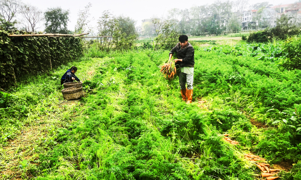 Cuộc sống mới tr&ecirc;n c&aacute;c v&ugrave;ng đất đau thương