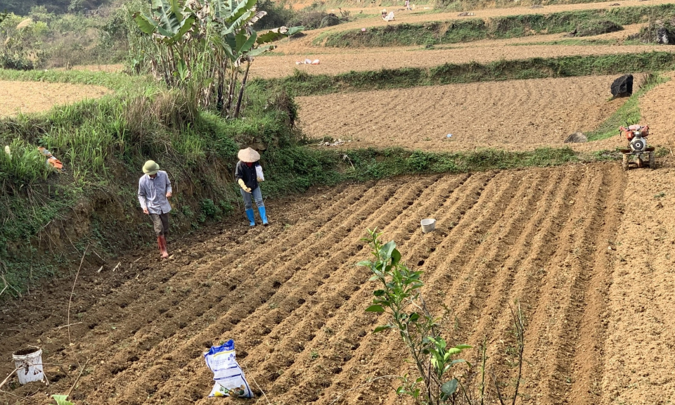 To&agrave;n tỉnh gieo trồng hơn 50% diện t&iacute;ch ng&ocirc; vụ xu&acirc;n 2026