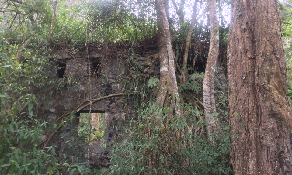 Rừng c&acirc;y di sản V&acirc;n Tr&igrave;nh - Điểm nhấn xanh tr&ecirc;n h&agrave;nh tr&igrave;nh &ldquo;Một thời hoa lửa&rdquo;