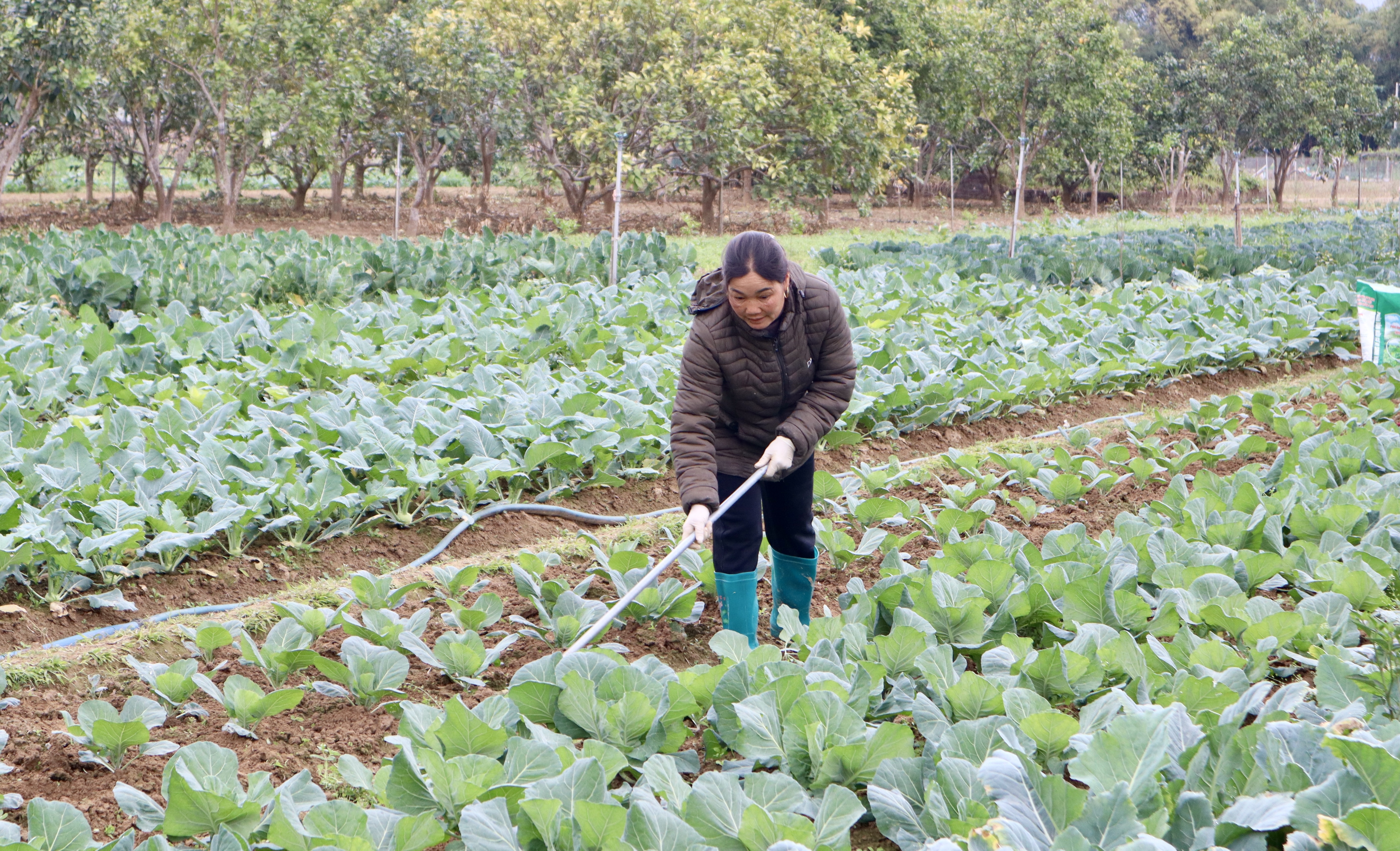 Phụ nữ Cao Bằng tích cực tham gia phát triển kinh tế, nâng cao thu nhập, góp phần xây dựng gia đình no ấm, tiến bộ, hạnh phúc.