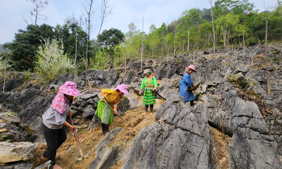 To&agrave;n tỉnh gieo trồng hơn 10.800 ha c&acirc;y trồng c&aacute;c loại