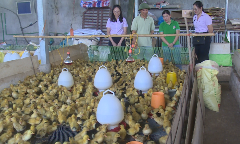 L&agrave;m gi&agrave;u từ nghề nu&ocirc;i ấp vịt giống