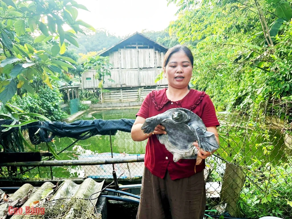 Chị Hoàng Thị Huệ, Giám đốc Hợp tác xã Nông nghiệp, Thủy sản Sông Bằng, xã Kim Đồng phát triển mô hình nuôi ba ba thương phẩm.