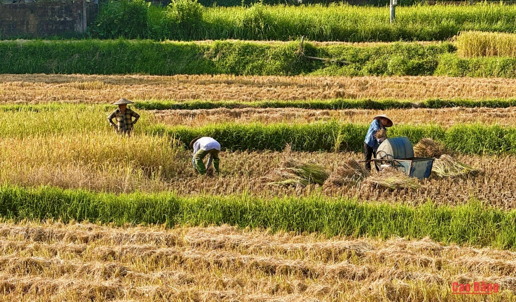 Nhịp sống rộn ràng trên những cánh đồng mùa gặt.