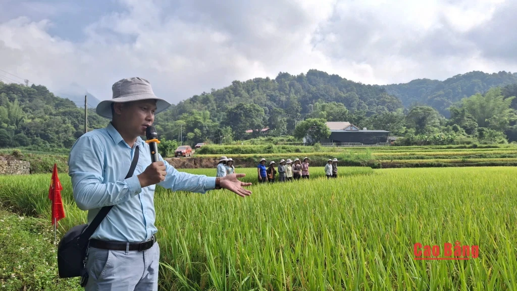 Đánh giá kết quả mô hình trình diễn giống lúa lai tại xã Nam Tuấn - Báo ...